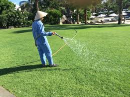 Kỹ thuật chăm sóc cỏ Nhung nhật