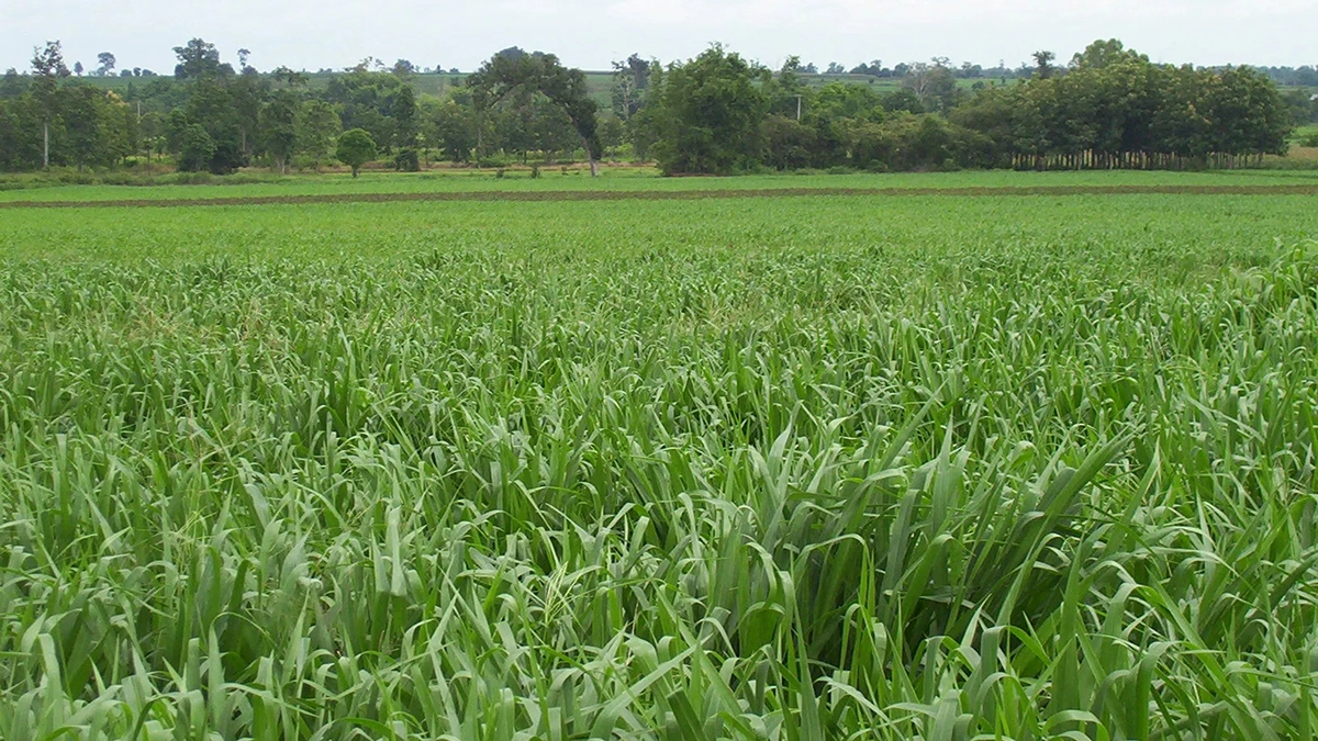 Giống cỏ Mulato II