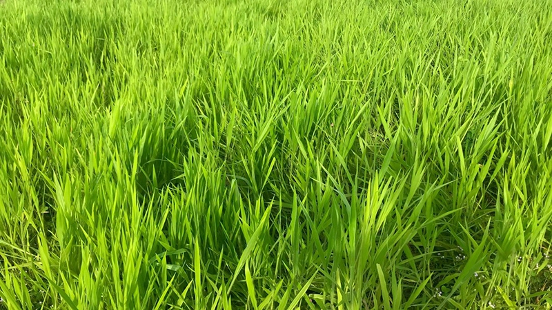 Hạt giống cỏ ruzi