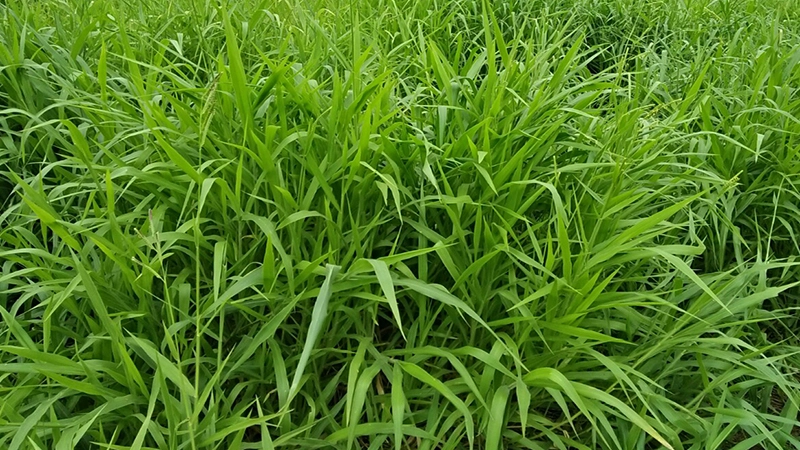 Hình ảnh giống cỏ Ruzi